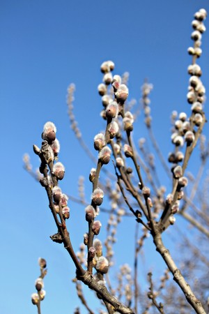 pussy willow blossom branch on blue sky backgroundの写真素材