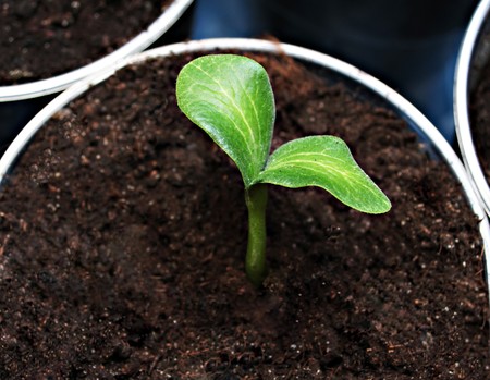Green sprout in the pot, high resolutionの写真素材