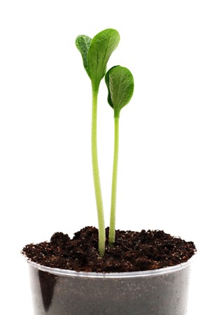Two green sprouts in the pot isolatedの写真素材