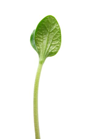 Green sprout isolated on a white backgroundの写真素材