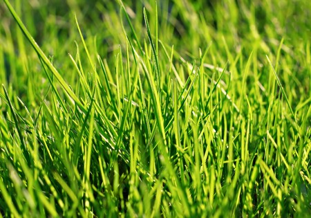 Green weed in the par as a backgroundの写真素材