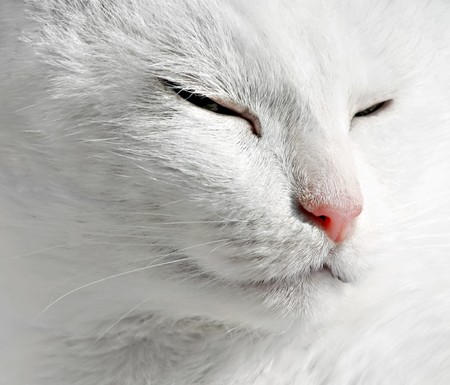 Close up of sleepeng beauty white catの写真素材