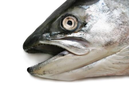 Salmon head close up isolated on white の写真素材