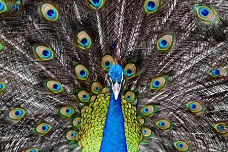 Peacock in the thailand zooの写真素材