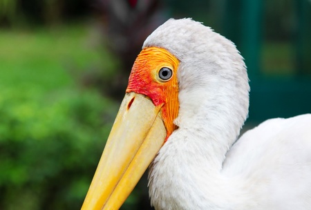 Yellow billed stork in Kuala Lumpur Zooの写真素材
