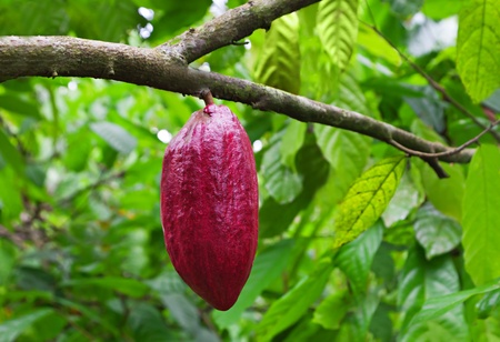 Cocoa tree with pods, Bali island, Indonesia