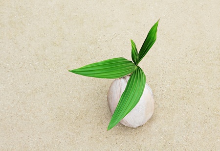 Coconut with green sprout on the beachの写真素材