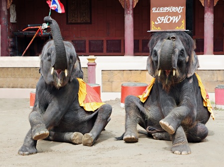 Elephants show in Phuket zoo, Phuket, Thailandの写真素材