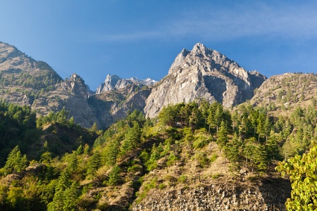 Pine forest in Annapurna trek, Himalaya, Nepal