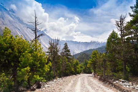 Pine forest in Annapurna trek, Himalaya, Nepalの写真素材