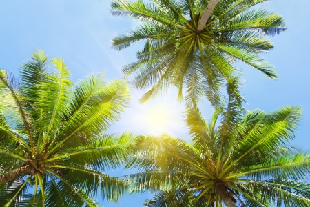 Three palms on the blue sky backgroundの写真素材