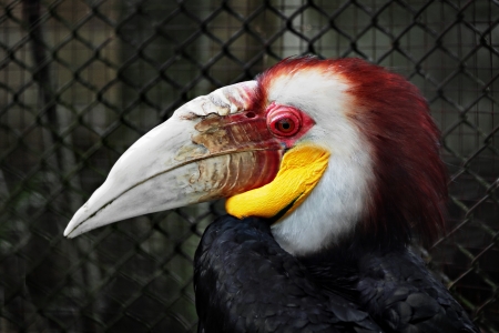 Wreathed Hornbill in the zooの写真素材