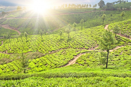 Tea plantation in Munnar, Indiaの写真素材