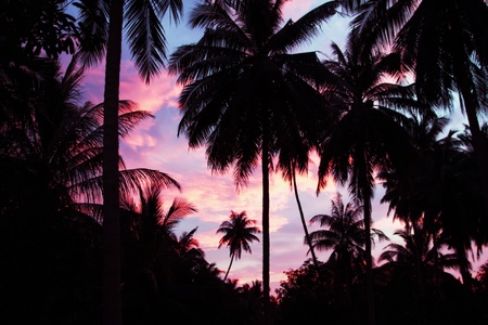 Palms on the beauty sunset sky backgroundの写真素材