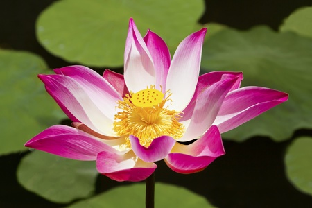 Lotus flower in the waterの写真素材