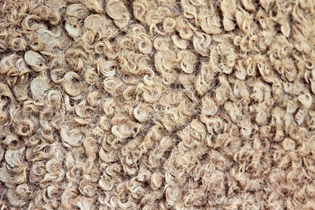 Natural camel wool as a backgroundの写真素材