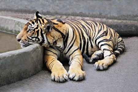 Lonely tiger in the zooの写真素材