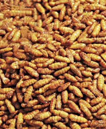 Fried larvaes on Thailand market