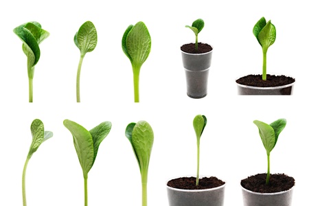 Green twisted sprout set isolated on white background