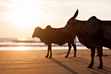 Big bulls silhouette on the Goa beach, India の写真素材