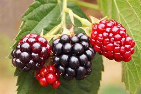blackberry bush in the gardenの写真素材