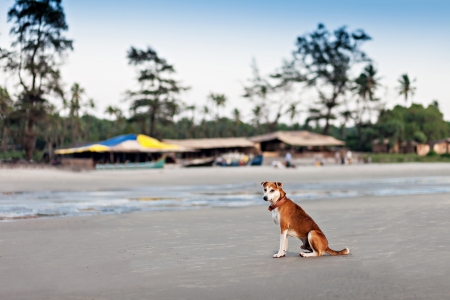 Homeless dog sitting on the beach, Goaの写真素材