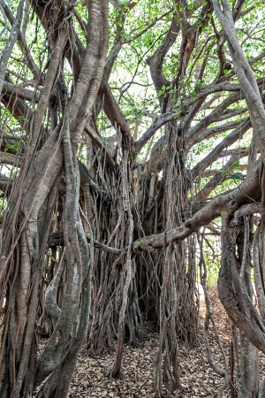 Very big banyan tree in the jungleの写真素材
