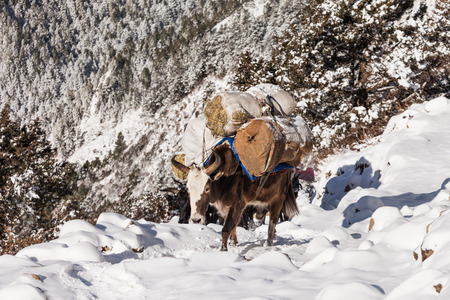 Yak and mountains on background, Everest region, Himalayaの写真素材