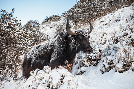 Yak and mountains on background, Everest region, Himalayaの写真素材