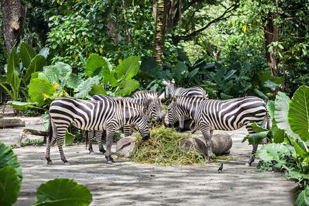 A group of zebras are eating the grass