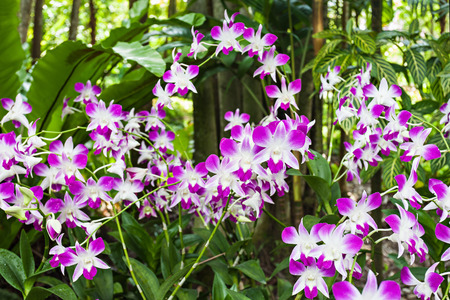 Beauty purple orchids (Orchidaceae family) in the parkの写真素材