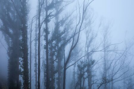 Fantasy forest, Madeira Island, Portugal