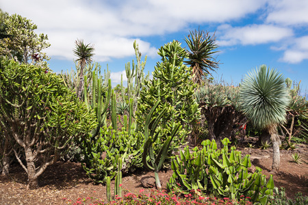 FUNCHAL, MADEIRA - JuLY 09: Botanical Gardens Madeira on July 09, 2014 in Madeira, Portugal.のeditorial素材