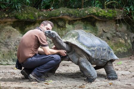 SINGAPORE - OCTOBER 16, 2014: Unidentified man stroking a giant turtle in Singapore Zoo.のeditorial素材