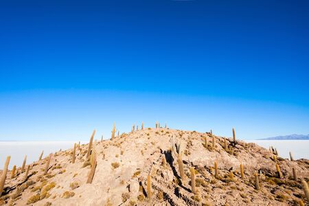 View of cactus covering Isla del Pescado (Fish Island) with the Uyuni Salt Flat in Boliviaの写真素材