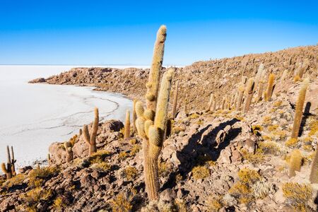 Very big cactuses on Cactus Island, Salar de Uyuni (Salt Flat) near Uyuni, Boliviaの写真素材