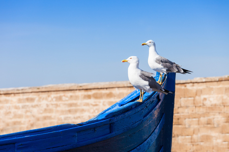 Seagull on the fishing boats in Essaouira, Moroccoの写真素材