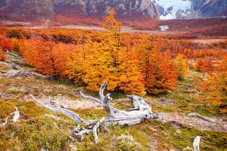 Beauty golden and red forest near the Fitz Roy. It is a mountain near El Chalten in the Patagonia, on the border between Argentina and Chile.の写真素材