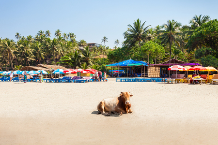 Cow on the Vagator or Ozran beach aerial panoramic view in north Goa, Indiaの写真素材
