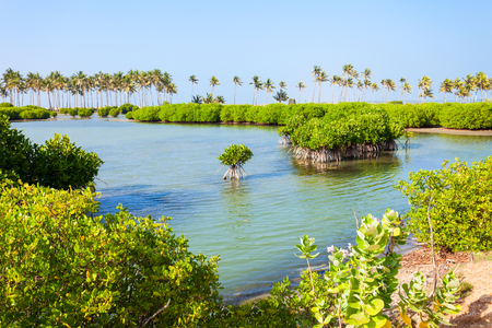 Mangroves at the Kalpitiya beach in Sri Lanka. Mangrove is a shrub or small tree that grows in coastal saline or brackish water.の写真素材