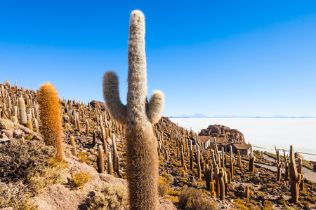 Very big cactuses on Cactus Island, Salar de Uyuni (Salt Flat) near Uyuni, Boliviaの写真素材