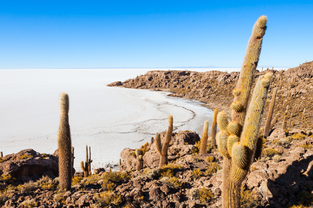 Very big cactuses on Cactus Island, Salar de Uyuni (Salt Flat) near Uyuni, Boliviaの写真素材