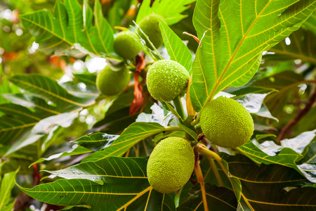 Big and ripe fruits on the breadfruit tree in Asia