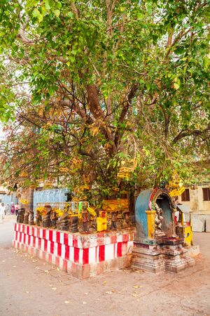 Holy tree near the Meenakshi Amman Temple is a historic hindu temple located in Madurai city in Tamil Nadu in Indiaの写真素材