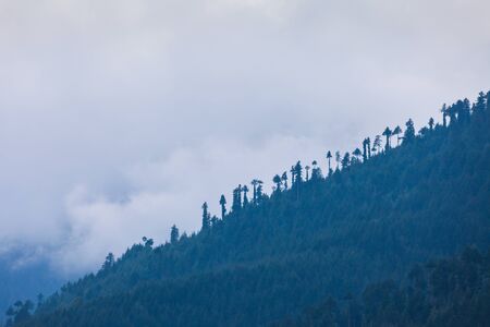 Scenic landscape of the forested mountain slope in clouds with the evergreen deodars in mist, Manaliの写真素材