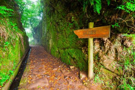 Hiking along levada irrigation channel at Madeira island in Portugalの写真素材