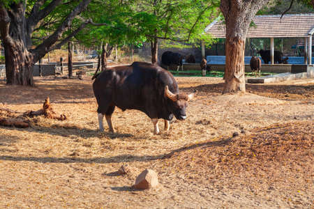 MYSORE, INDIA - MARCH 24, 2012: Buffalo in the Mysore Zooのeditorial素材
