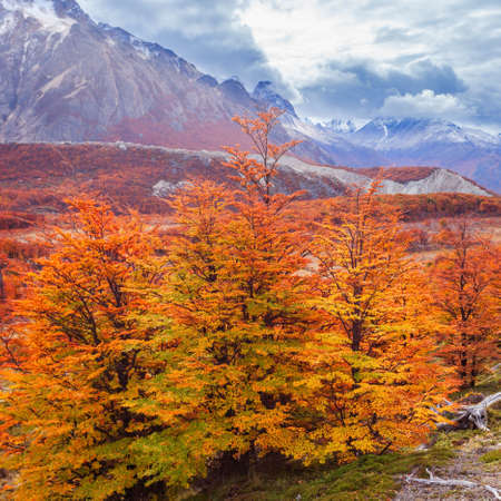 Golden forest trees near the Fitz Roy in autumn. Fitz Roy is a mountain located near El Chalten in the Patagonia, on the border between Argentina and Chile.の写真素材