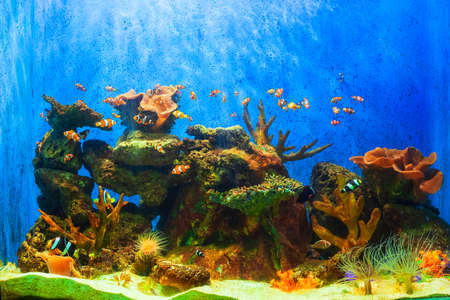 Amazing underwater coral reef aquarium landscape with tropical fish
