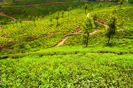 Amazing landscape view of tea plantation nature background